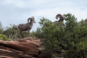 dyr i Zion National Park